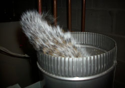 Squirrel stuck in boiler flue - Freehold, NJ